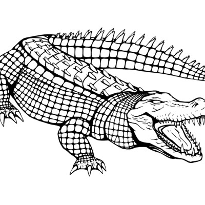 Gator